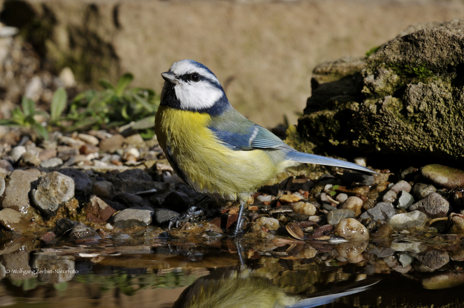   - BLAUMEISE BEIM FUßBAD -