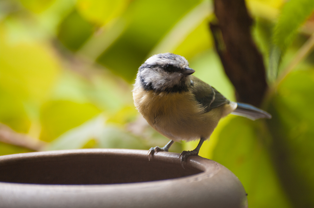 Blaumeise beim Futtern