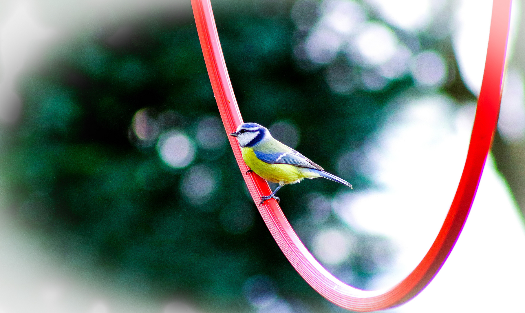 Blaumeise beim Hulahup