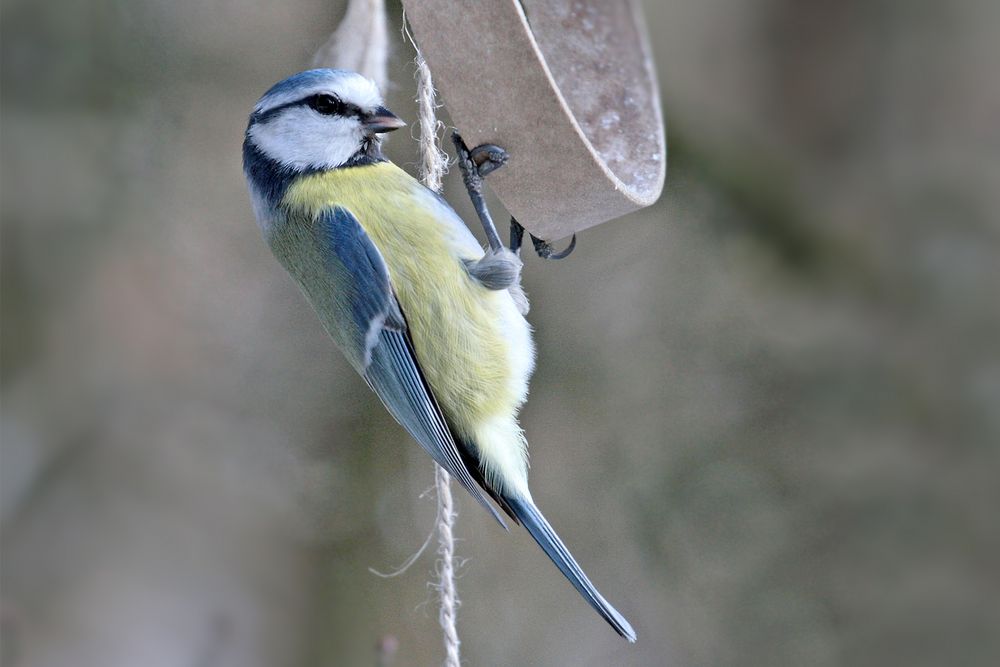 Blaumeise beim Hutschen