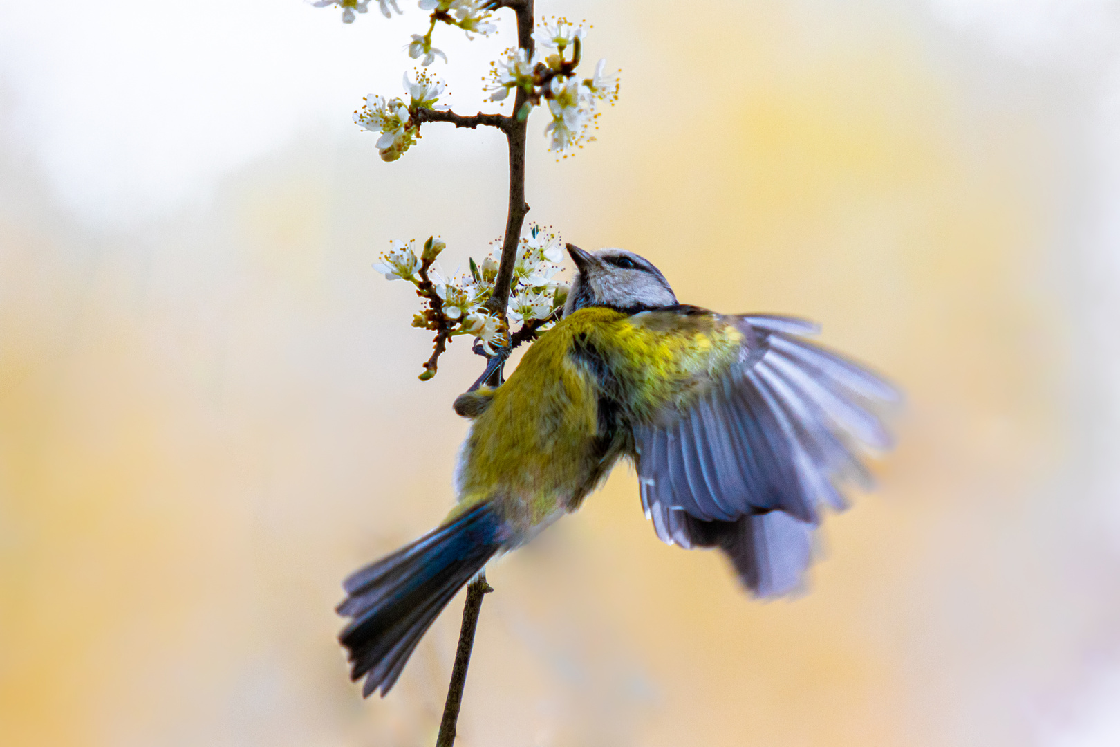 Blaumeise beim Landen