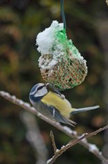 Blaumeise beim Mittagstisch