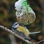 Blaumeise beim Mittagstisch