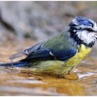 - Blaumeise beim Morgenbad - ( Parus caeruleus )