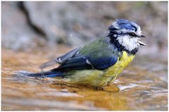 - Blaumeise beim Morgenbad - ( Parus caeruleus )