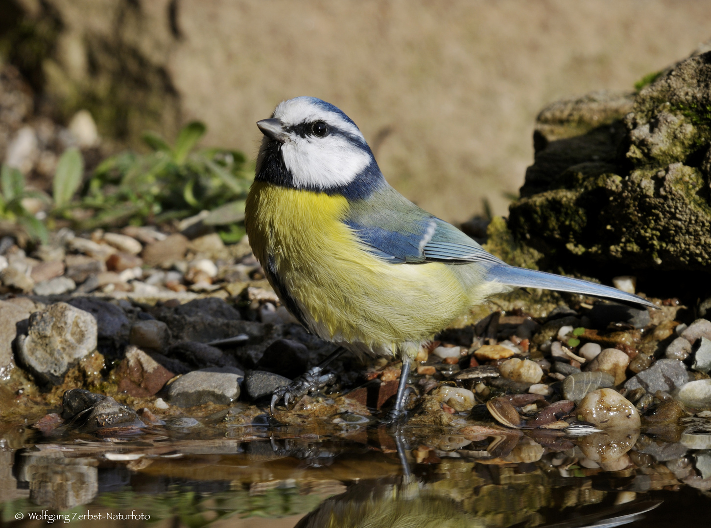 -- BLAUMEISE BEIM MORGENTLICHEM BAD --