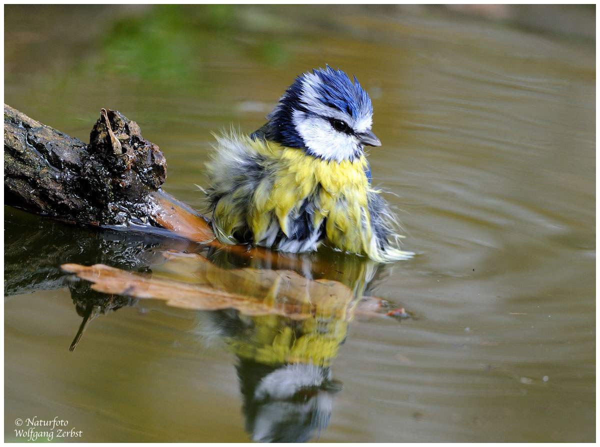 --- Blaumeise beim morgentlichen Bad --- ( Parus Caeruleus )