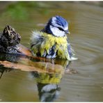 --- Blaumeise beim morgentlichen Bad --- ( Parus Caeruleus )