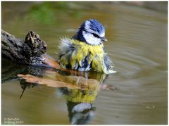 --- Blaumeise beim morgentlichen Bad --- ( Parus Caeruleus )