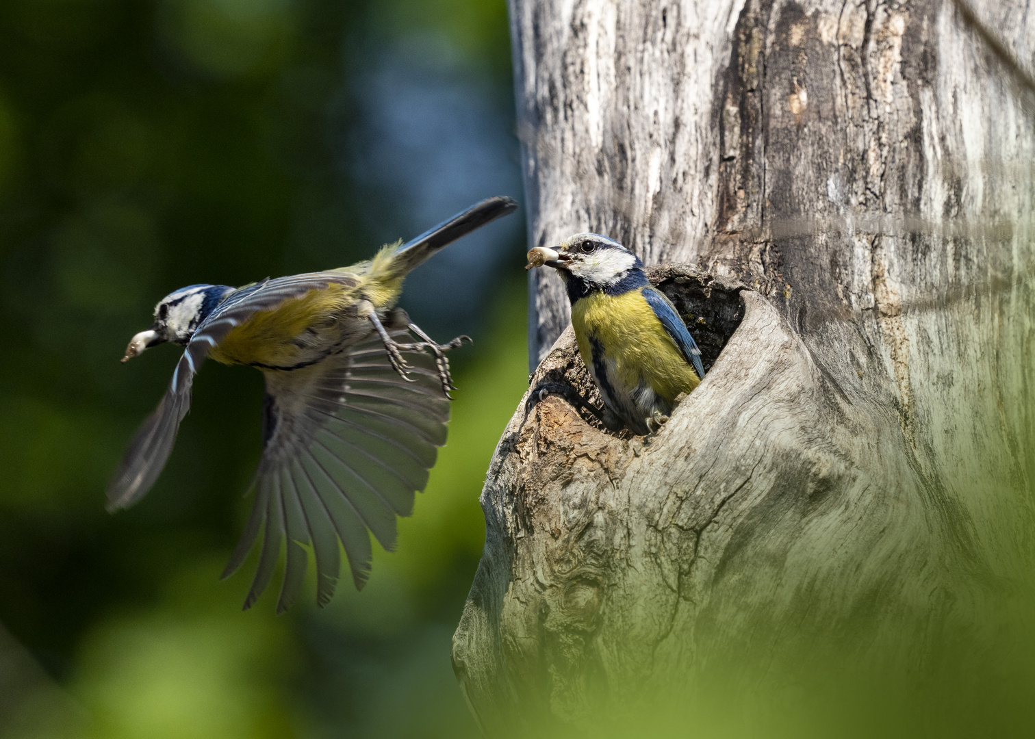 Blaumeise beim Nest putzen