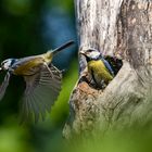 Blaumeise beim Nest putzen