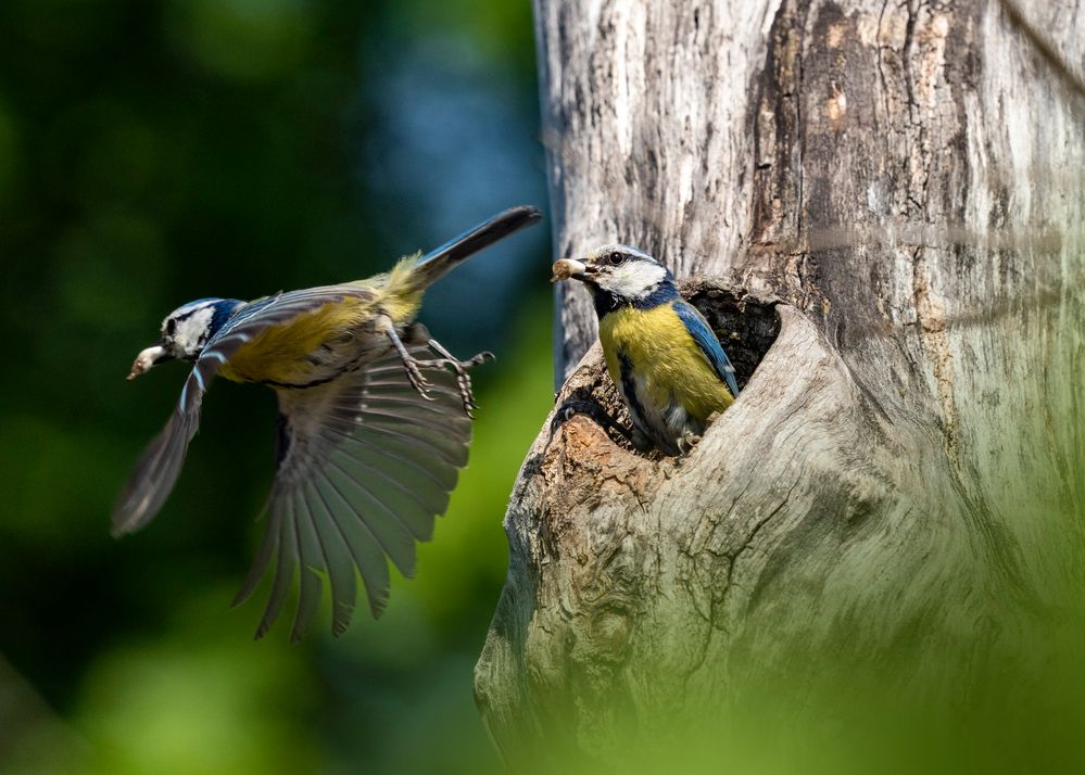 Blaumeise beim Nest putzen