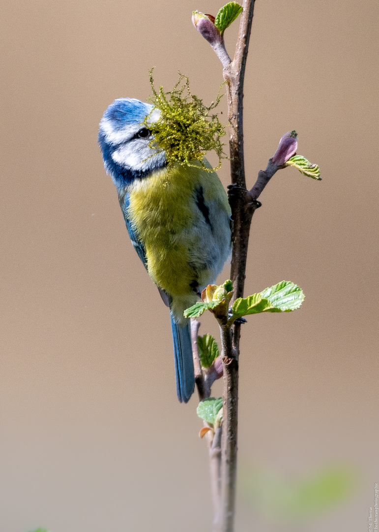 Blaumeise beim Nestbau