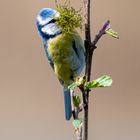 Blaumeise beim Nestbau