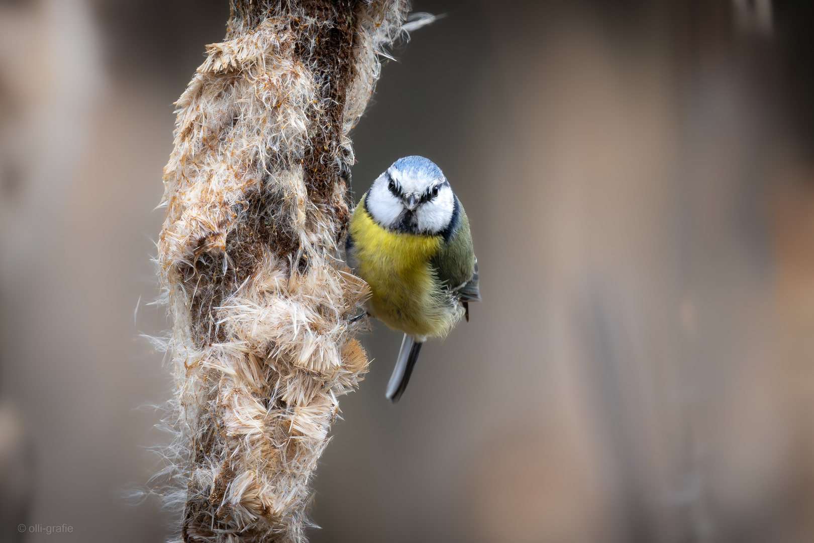 Blaumeise beim Nestbau