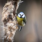 Blaumeise beim Nestbau