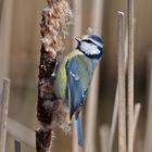 Blaumeise beim Nestbau