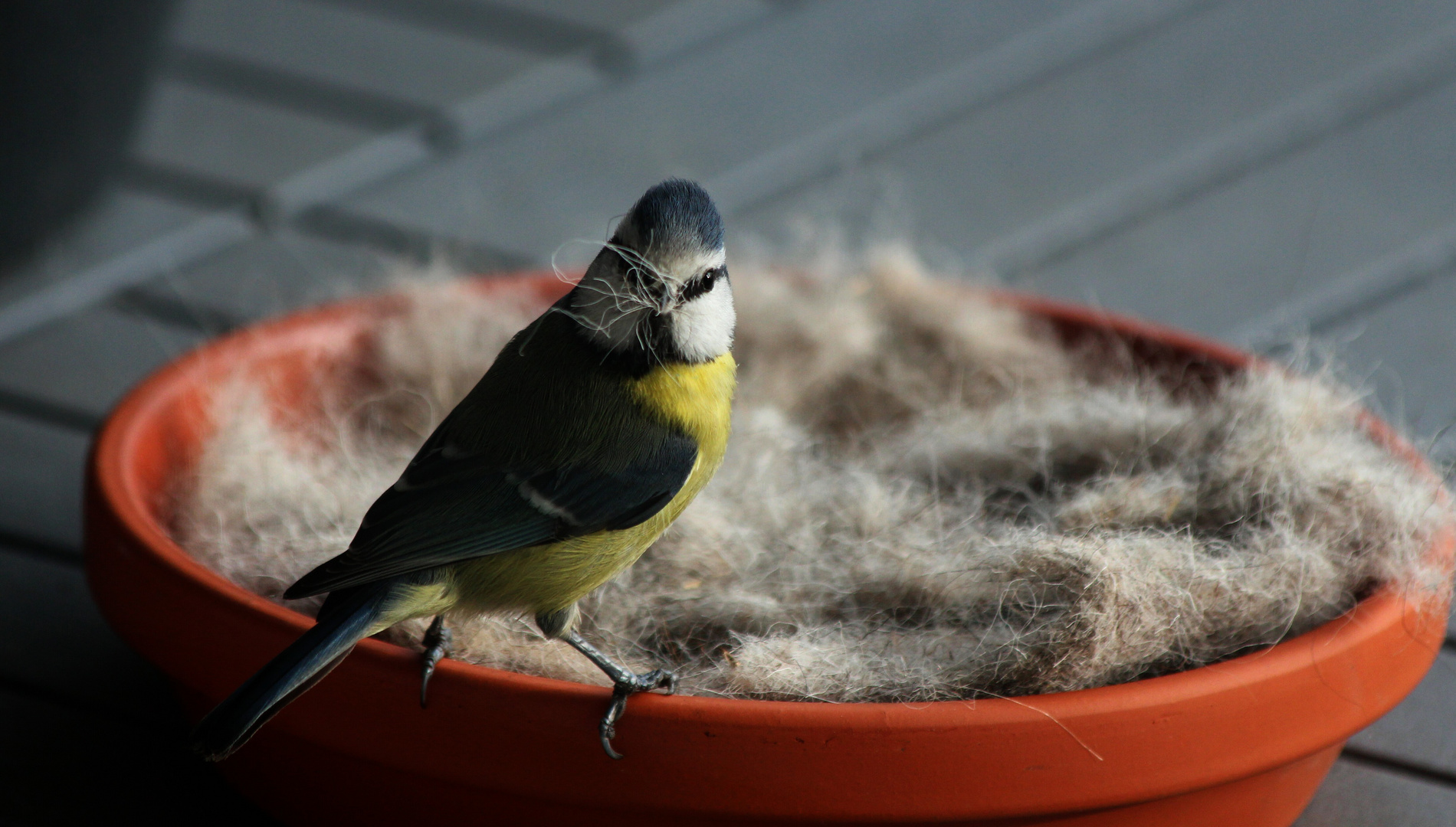 Blaumeise beim Nestbau