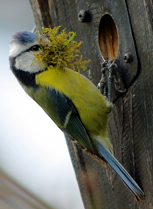 Blaumeise beim Nestbau