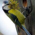 Blaumeise beim Nestbau