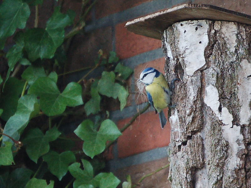 Blaumeise beim Nestbau