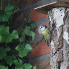 Blaumeise beim Nestbau