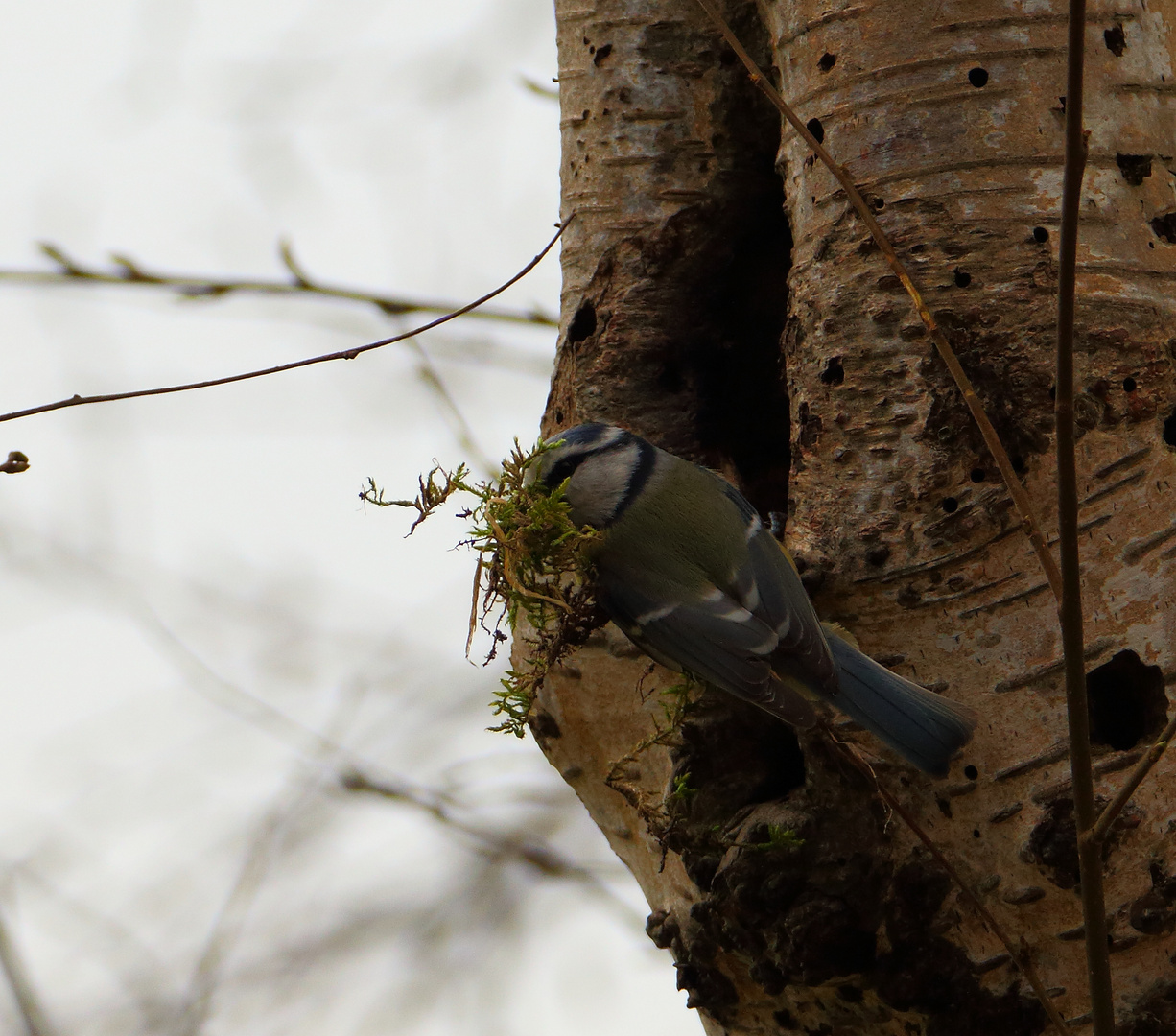 Blaumeise beim Nestbau