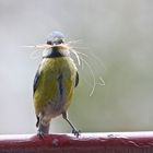 Blaumeise beim Nestbau