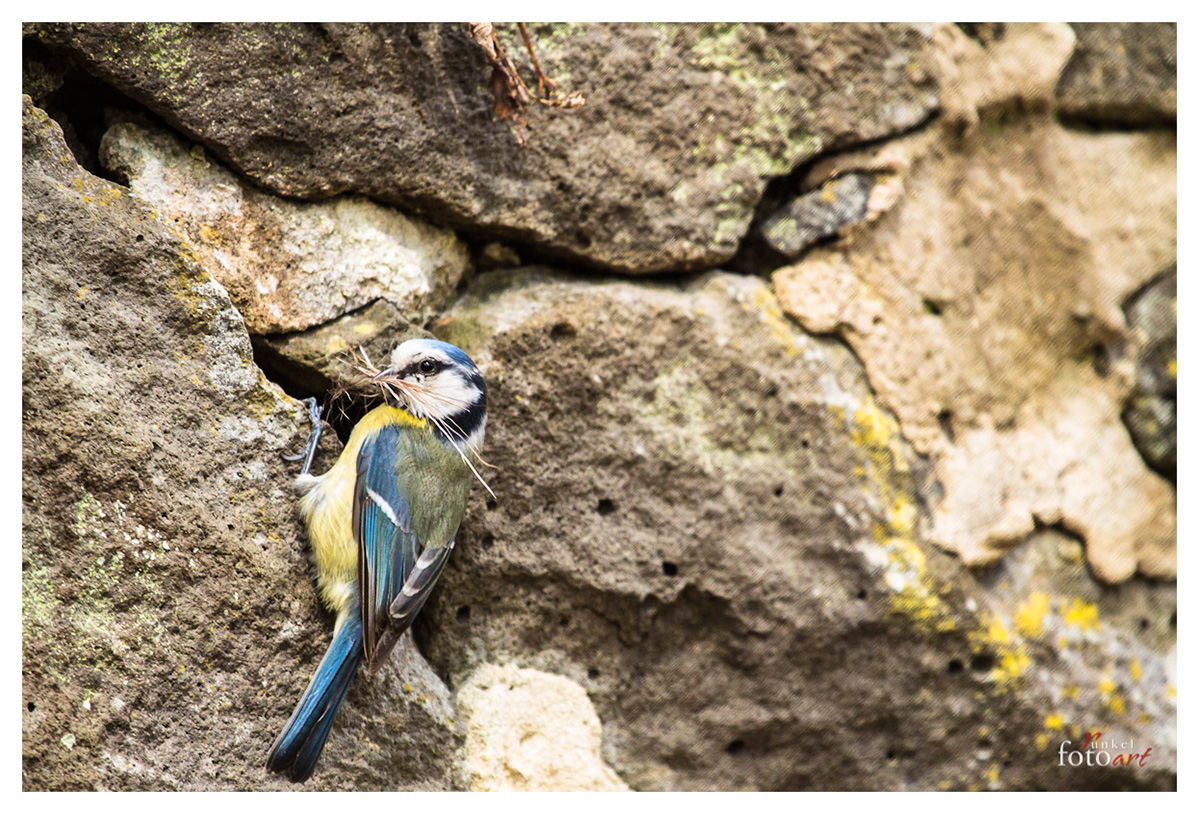 Blaumeise beim Nestbau erwicht