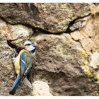 Blaumeise beim Nestbau erwicht