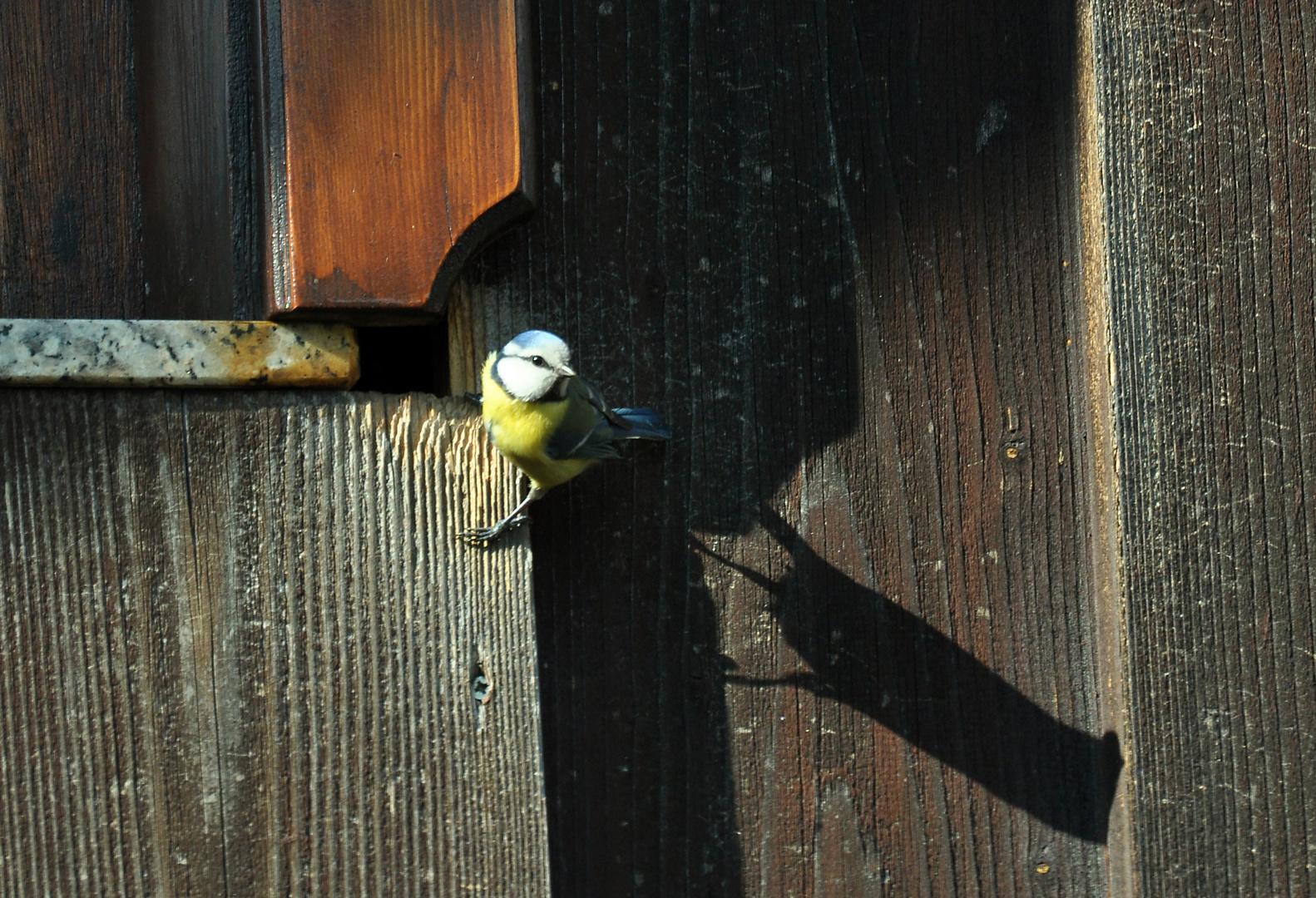 Blaumeise beim Nestbau in Österreich