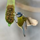 Blaumeise beim Picken