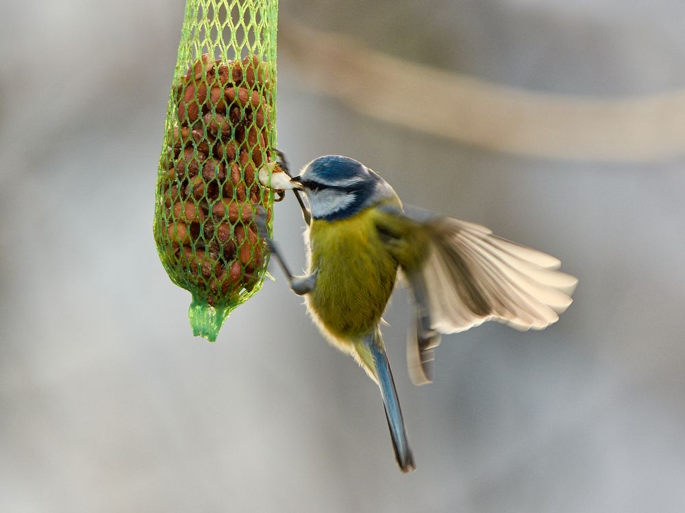 Blaumeise beim Picken