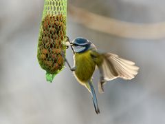 Blaumeise beim Picken