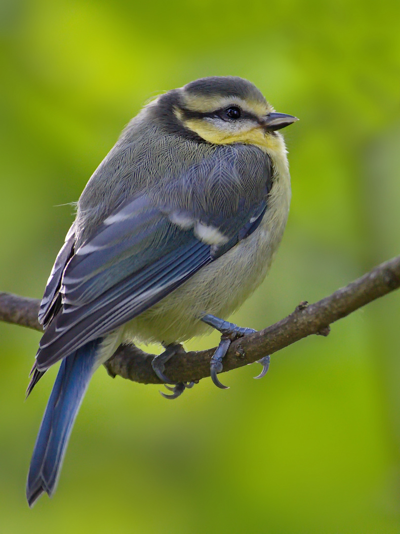 Blaumeise beim Ruhen 