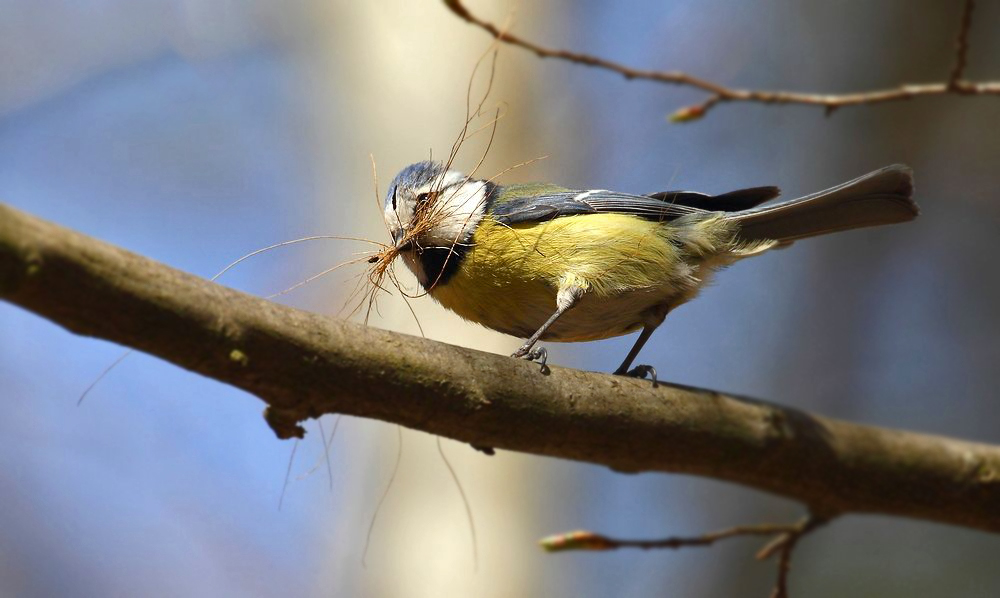 Blaumeise beim Sammeln von Nistmaterial