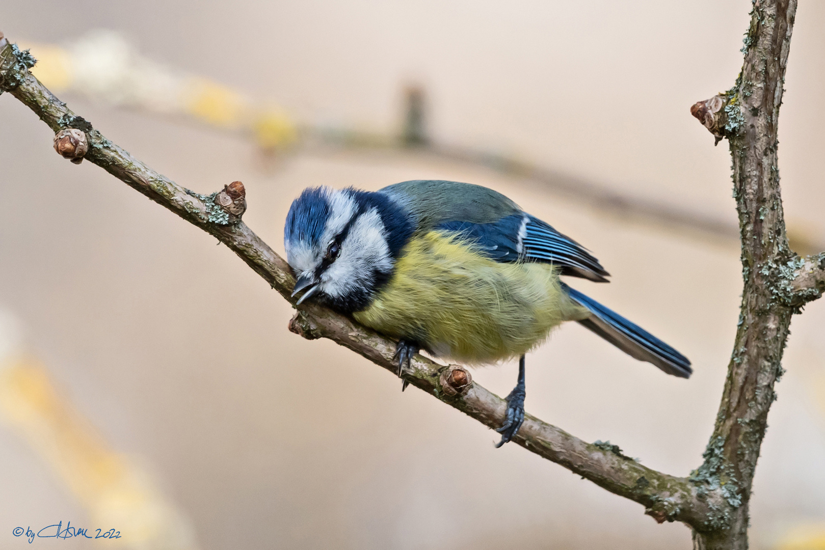 Blaumeise beim Schnabelwetzen