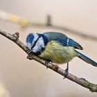 Blaumeise beim Schnabelwetzen