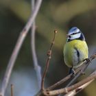 Blaumeise beim Singen