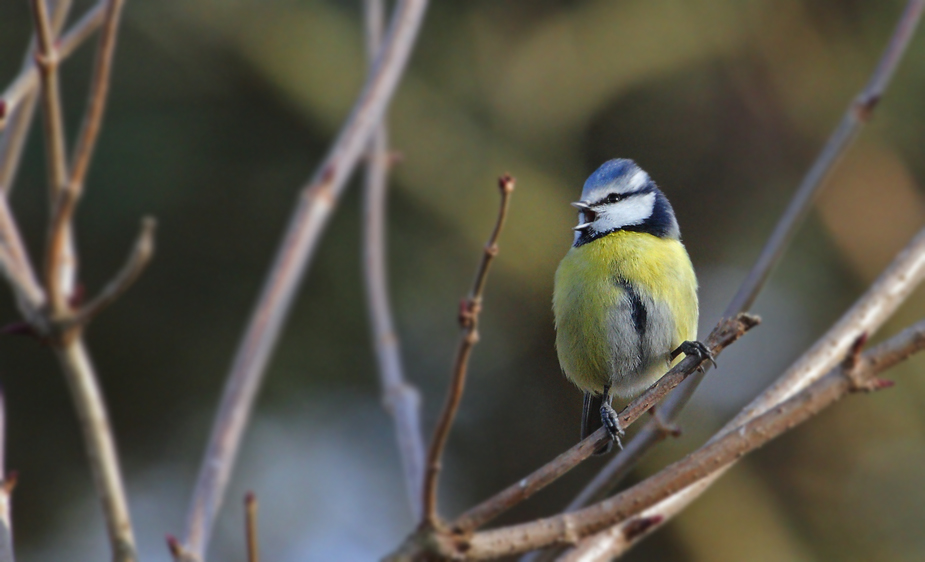 Blaumeise beim Singen