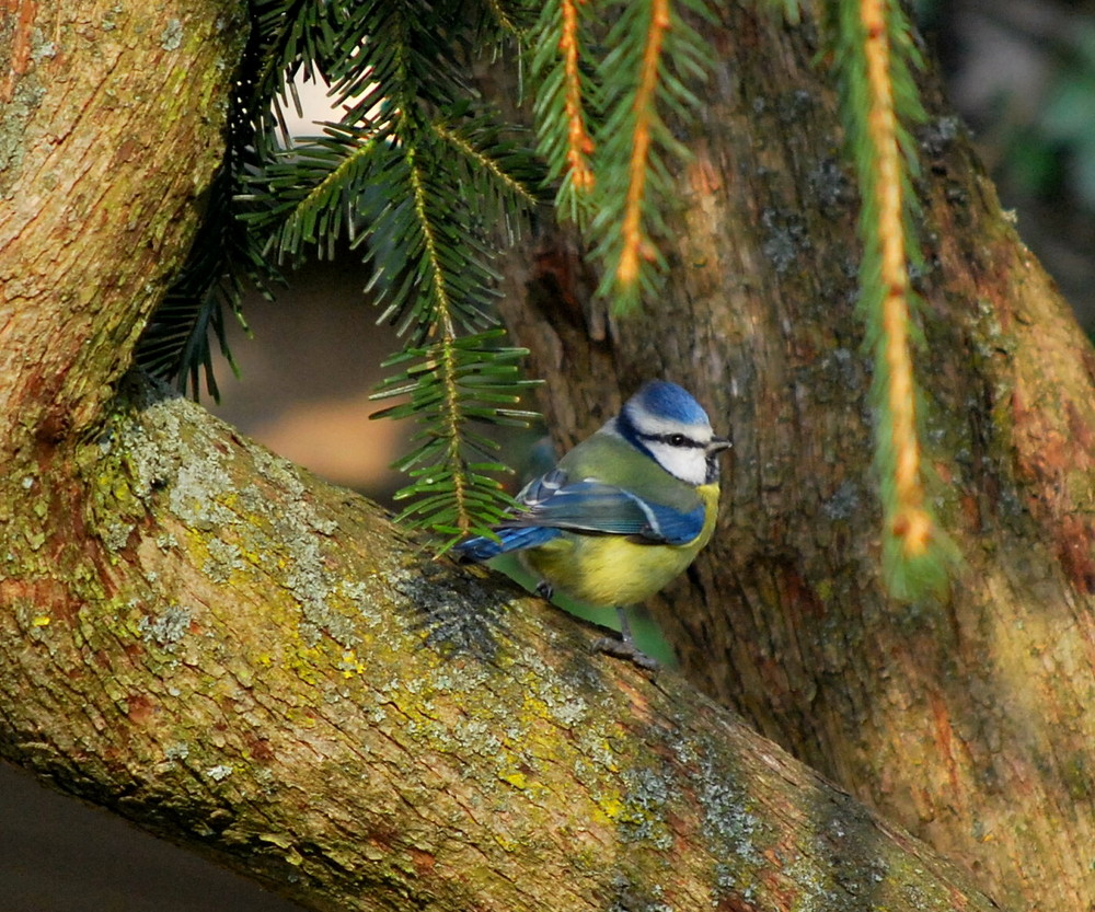 Blaumeise beim Sonnenbad