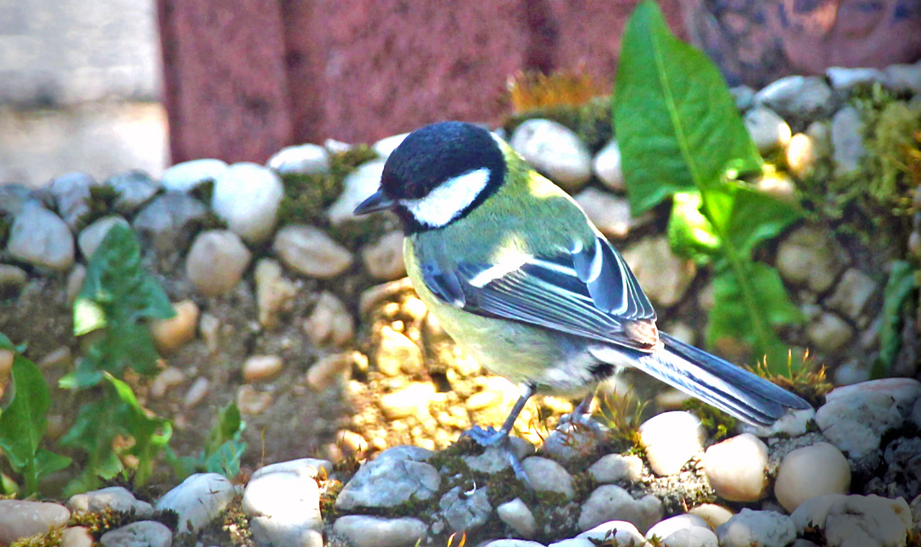 Blaumeise beim Sonnenbad