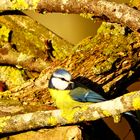 Blaumeise beim sonnenbaden