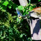 Blaumeise beim Start zur Futtersuche