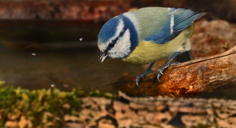 Blaumeise beim Trinken