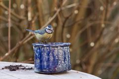 Blaumeise beim Trinken