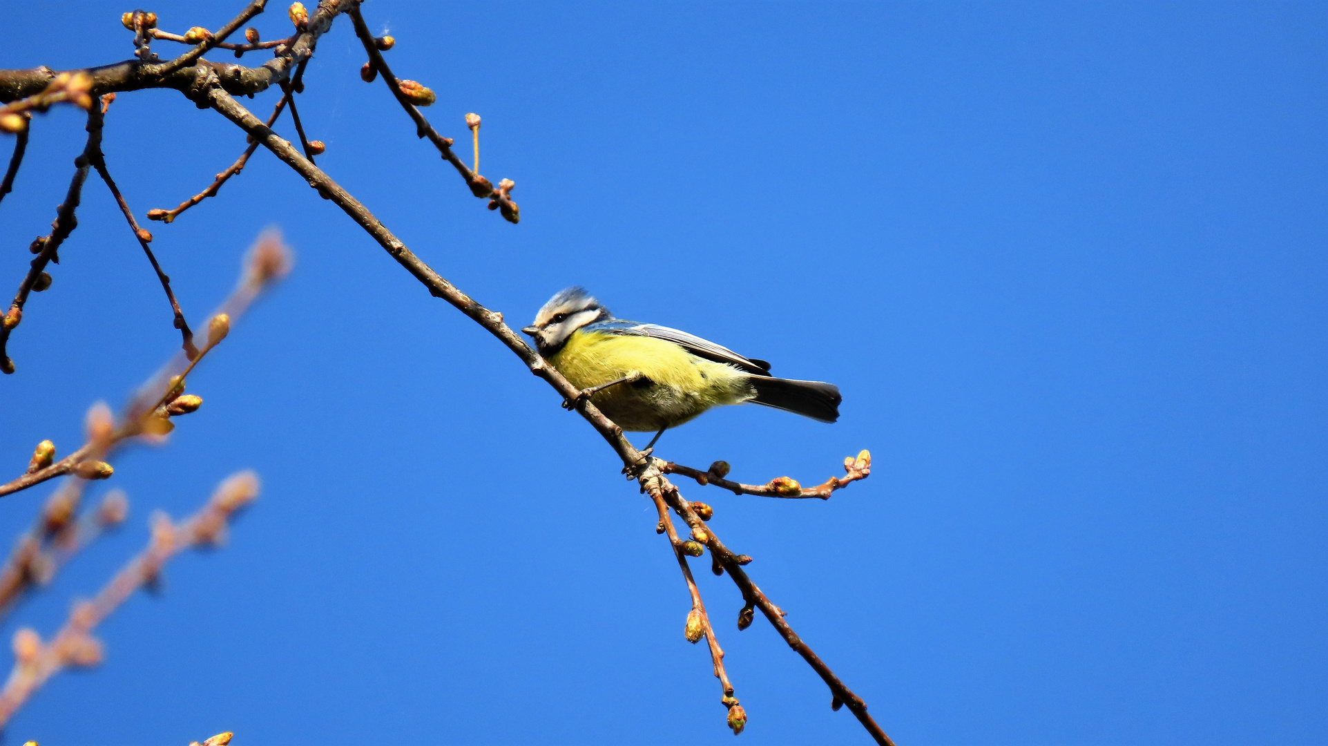 Blaumeise / Blauer Montag