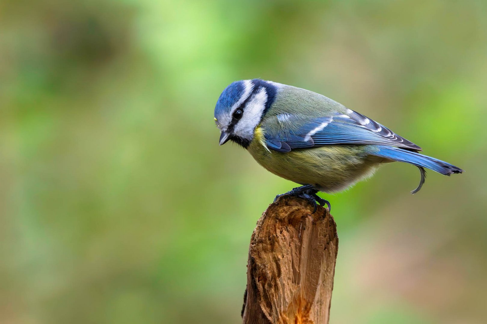 Blaumeise / Blue tit