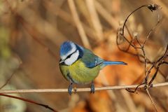 Blaumeise / Blue Tit (Cyanistes caeruleus)