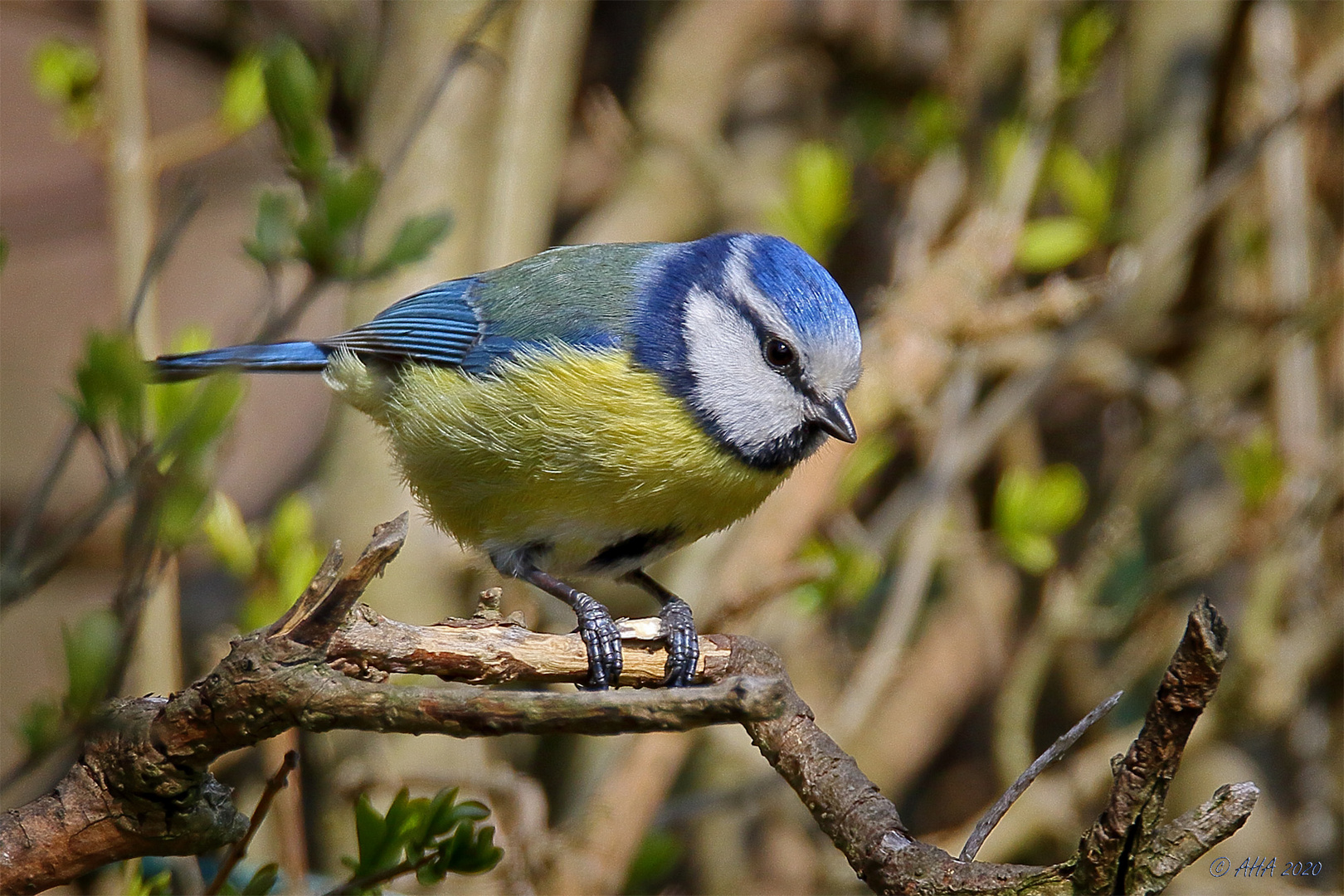 Blaumeise - Blue Tit - Mésange bleu